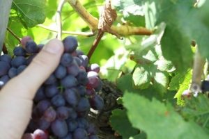 douro valley vines